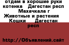 отдам в хорошие руки котенка - Дагестан респ., Махачкала г. Животные и растения » Кошки   . Дагестан респ.